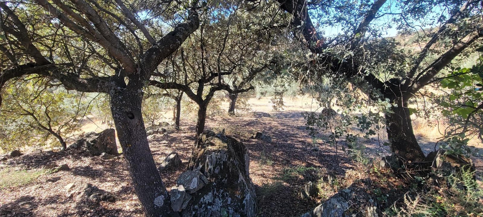 Landgrundstück zu verkaufen in Trujillo - 17.500 € (Ref: 10176106)