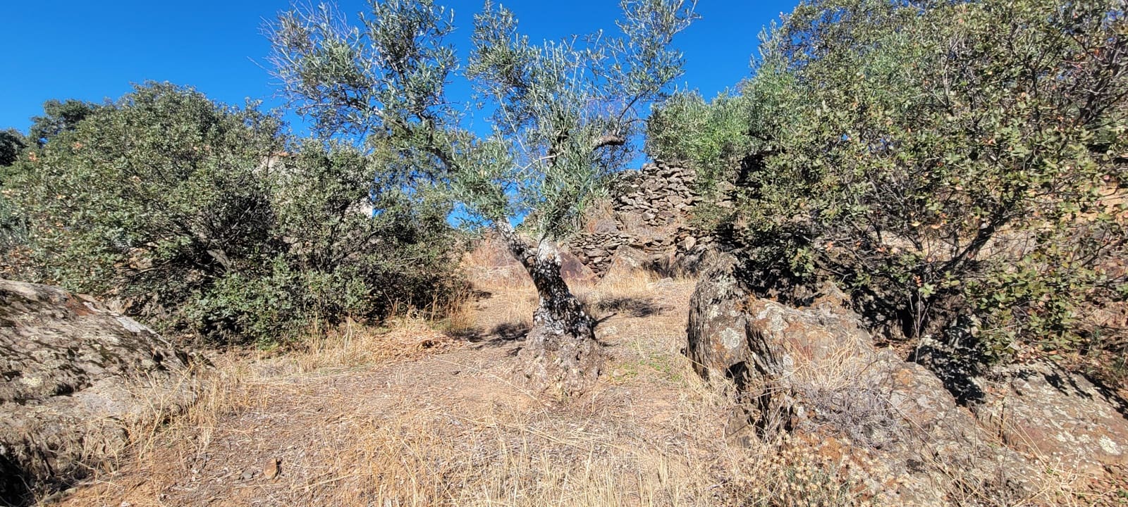 Landgrundstück zu verkaufen in Trujillo - 17.500 € (Ref: 10176106)