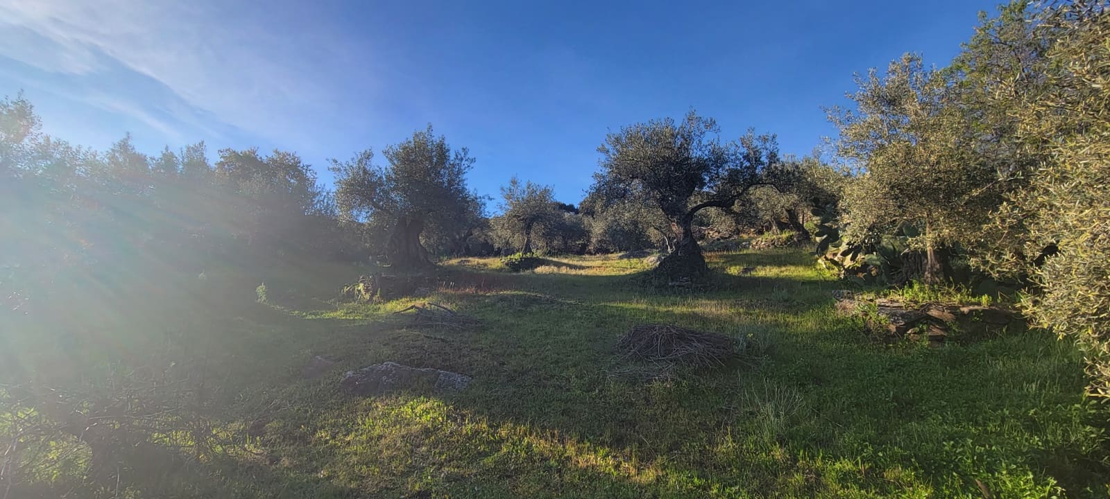 Undeveloped Land for sale in Madronera - € 8,799 (Ref: 8838102)