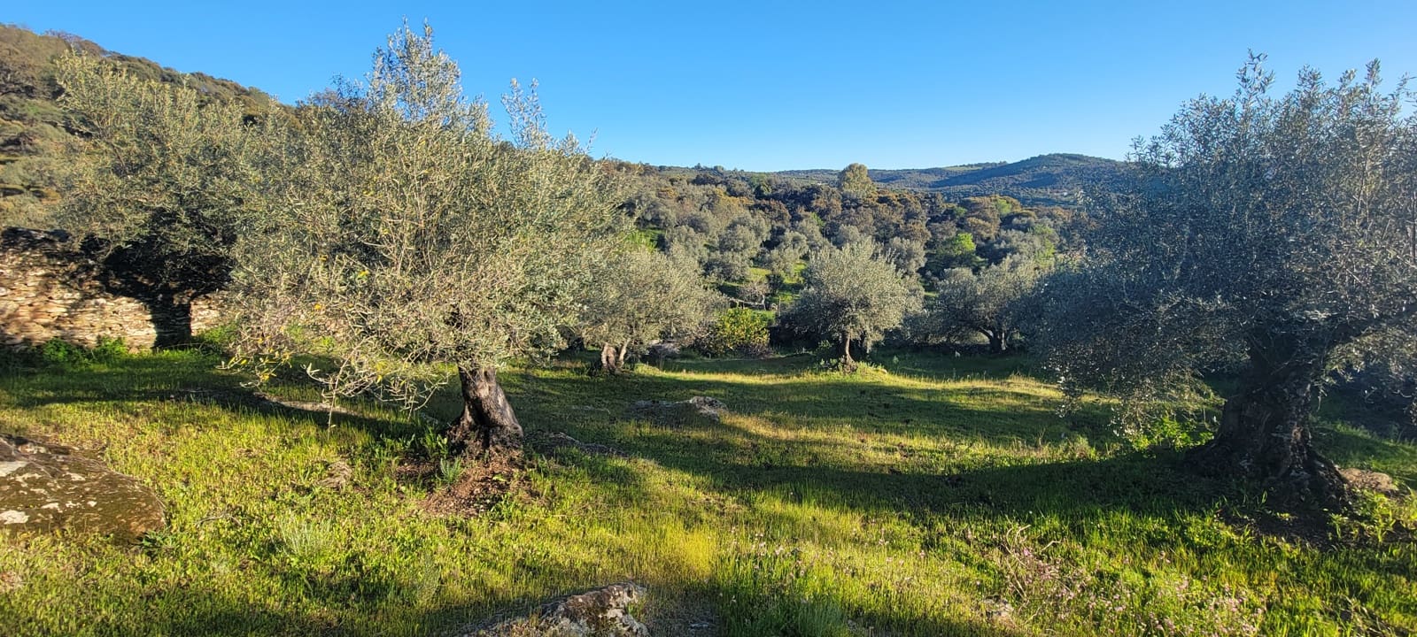 Undeveloped Land for sale in Madronera - € 8,799 (Ref: 8838102)