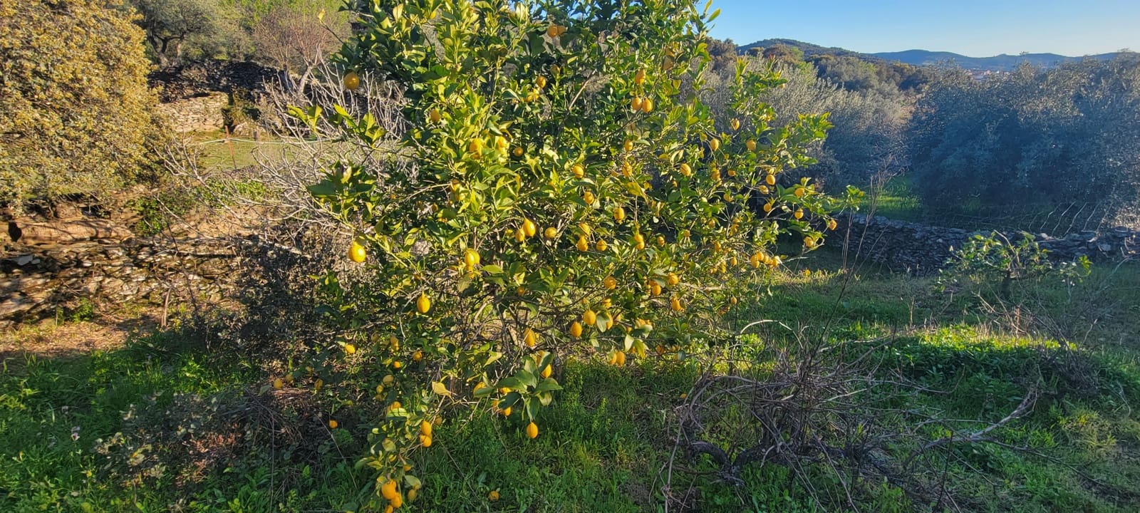 Undeveloped Land for sale in Madronera - € 8,799 (Ref: 8838102)