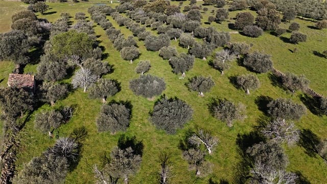 Finca/Maison de Campagne à vendre à Trujillo - 49 950 € (Ref: 8956601)