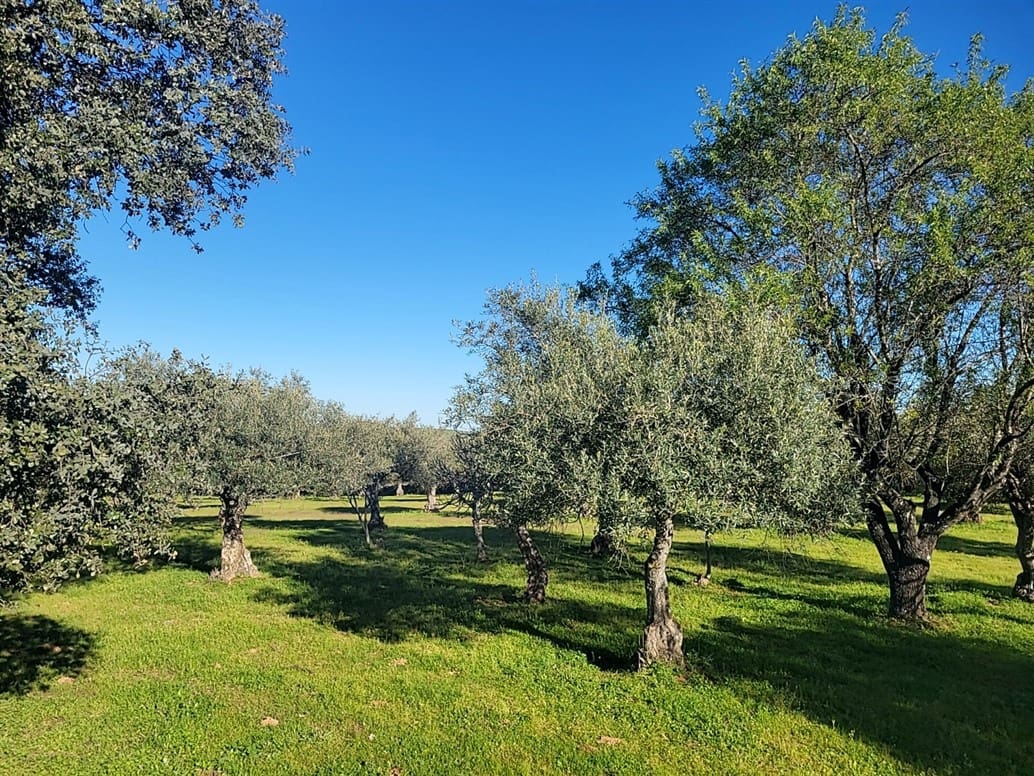 Finca/Landehus til salg i Trujillo - € 49.950 (Ref: 8956601)