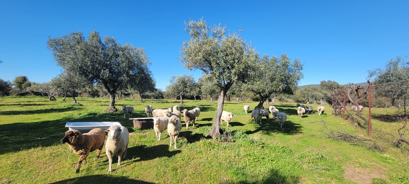 Finca/Landehus til salg i Trujillo - € 84.000 (Ref: 8956852)