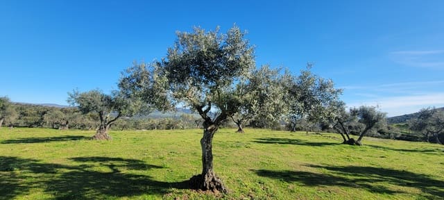 Finca/Maison de Campagne à vendre à Trujillo - 84 000 € (Ref: 8956852)