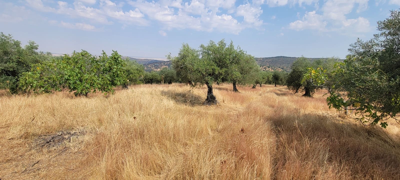 Finca/Landehus til salg i Caceres by - € 59.000 (Ref: 9160511)