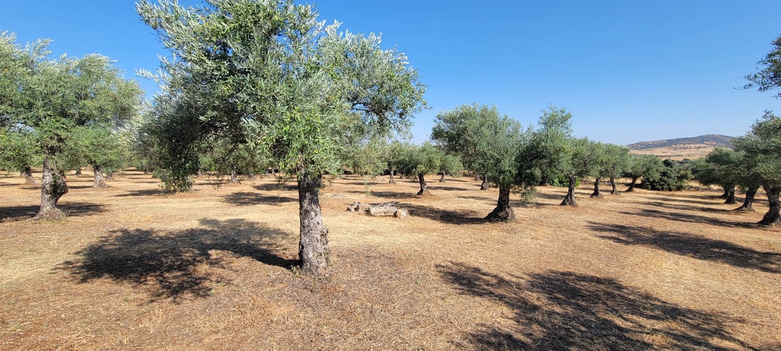 Finca/Herregård til salgs i Trujillo - € 165 000 (Ref: 9345650)