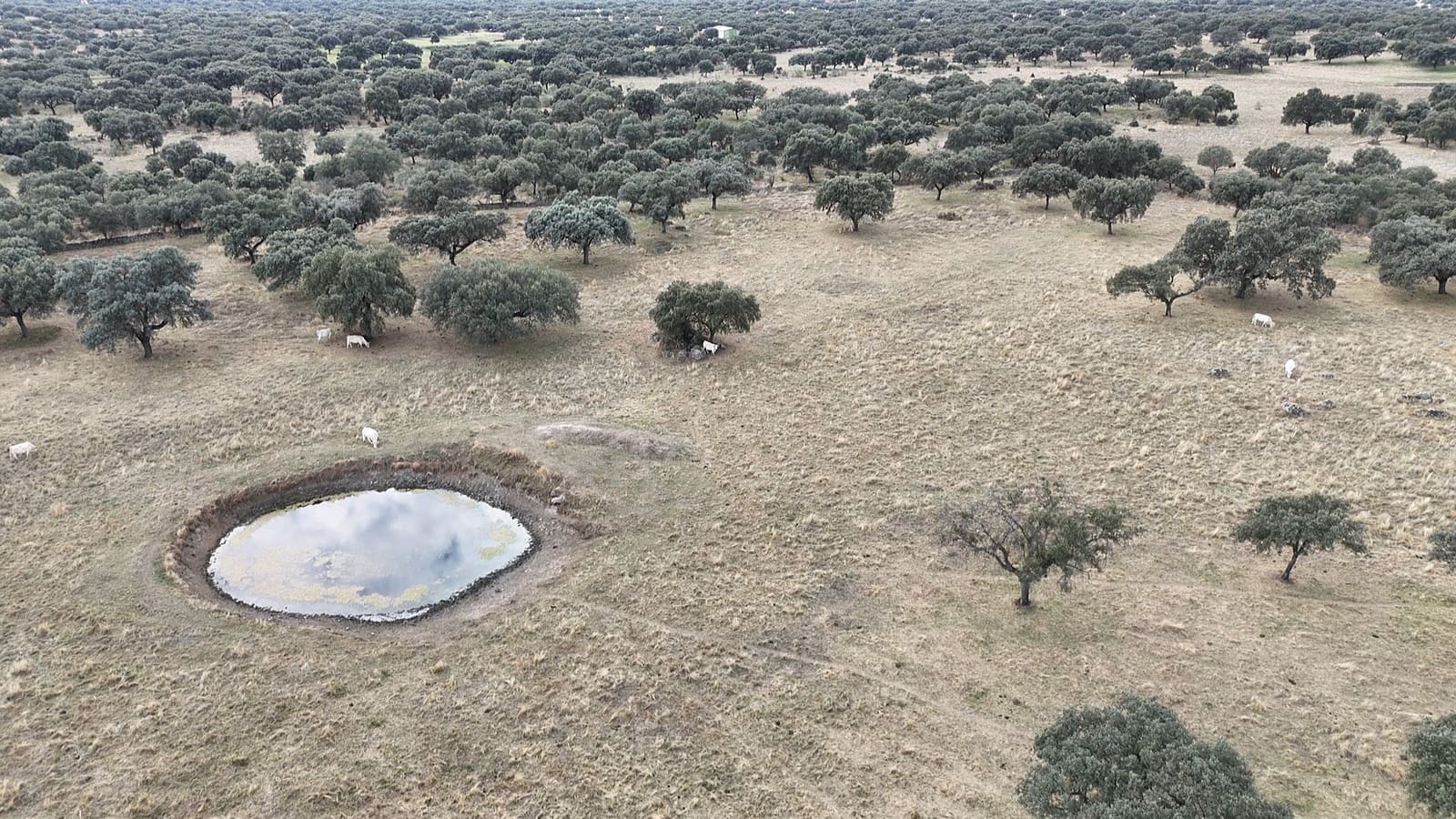 Finca/Landehus til salg i Trujillo - € 99.000 (Ref: 9366785)