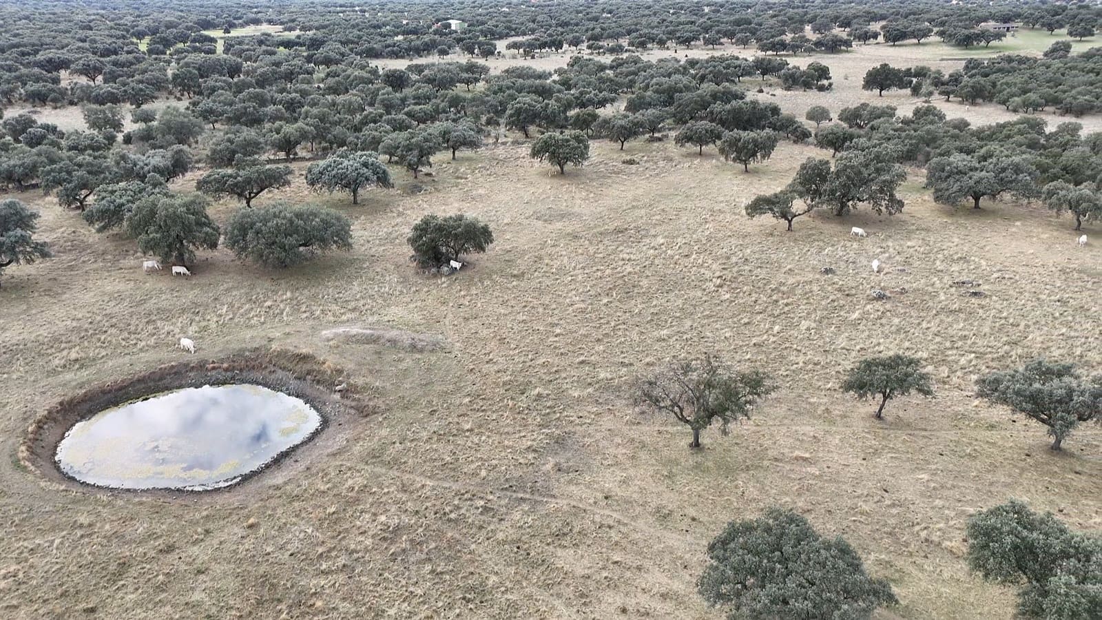 Finca/Landehus til salg i Trujillo - € 99.000 (Ref: 9366785)