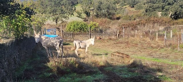 Undeveloped Land for sale in Trujillo - € 29,000 (Ref: 9371659)