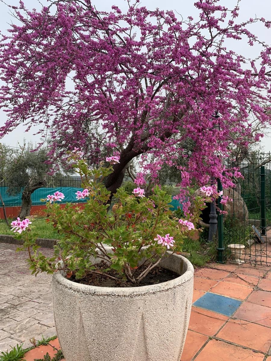 3 bedroom Finca/Country House for sale in Trujillo with pool garage - € 300,000 (Ref: 9719352)