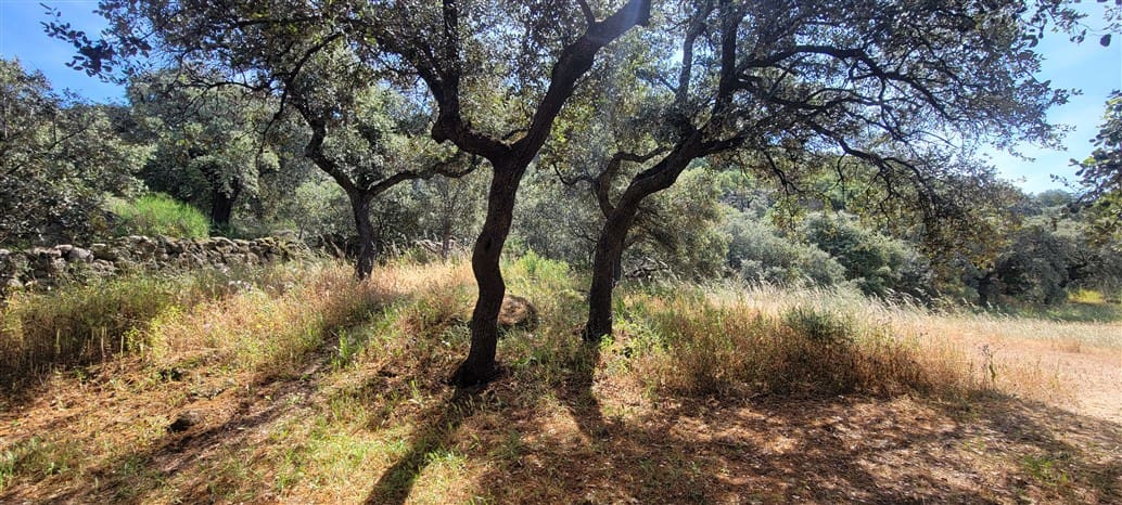 5 makuuhuone Maalaistalo myytävänä paikassa Montanchez mukana uima-altaan 
autotalli - 690 000 € (Ref: 9807047)