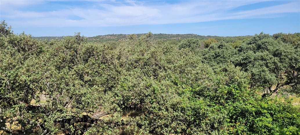 5 makuuhuone Maalaistalo myytävänä paikassa Montanchez mukana uima-altaan 
autotalli - 690 000 € (Ref: 9807047)