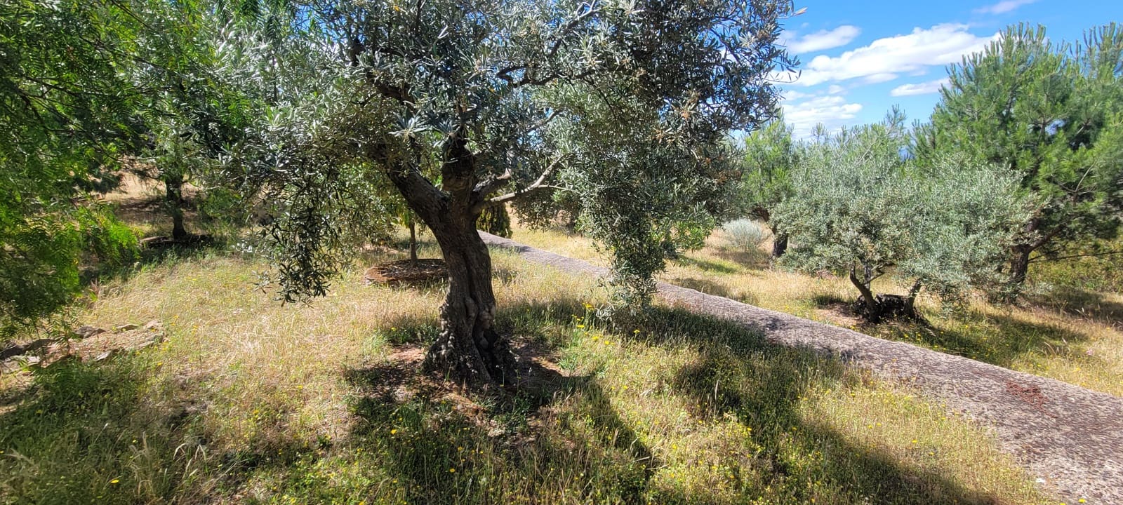 2 Zimmer Finca/Landgut zu verkaufen in Herguijuela mit Garage - 215.000 € (Ref: 9858377)
