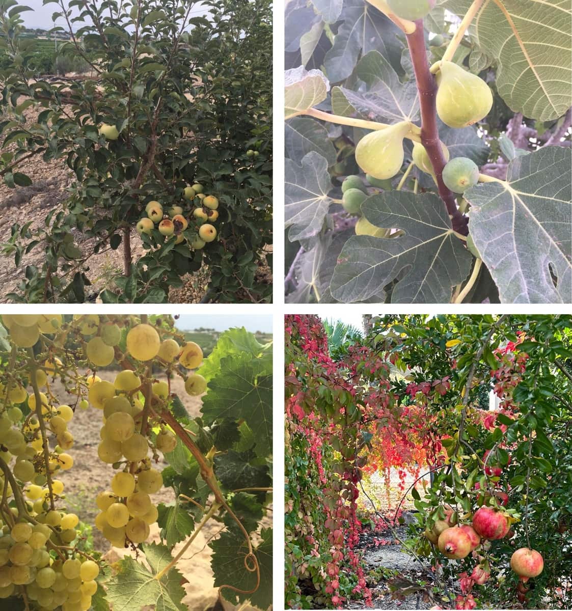 4 sypialnia Willa na sprzedaż w Los Montesinos z basenem garażem - 985 000 € (Ref: 9320031)