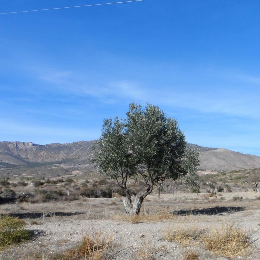 4 soveværelse Finca/Landehus til salg i Velez-Rubio med garage - € 129.900 (Ref: 8604080)