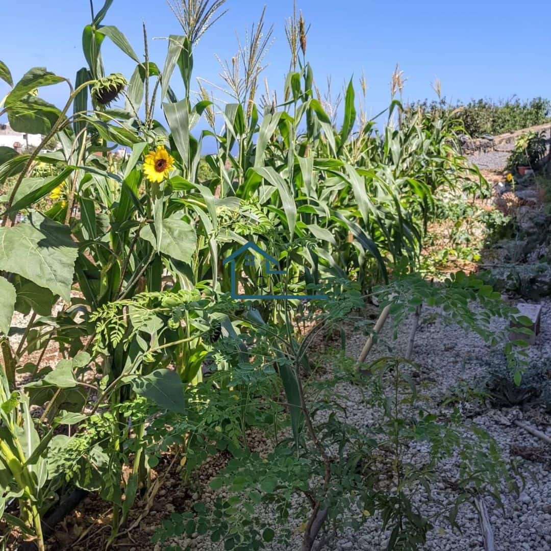 4 soveværelse Villa til salg i Granadilla de Abona med swimmingpool - € 595.000 (Ref: 9218817)