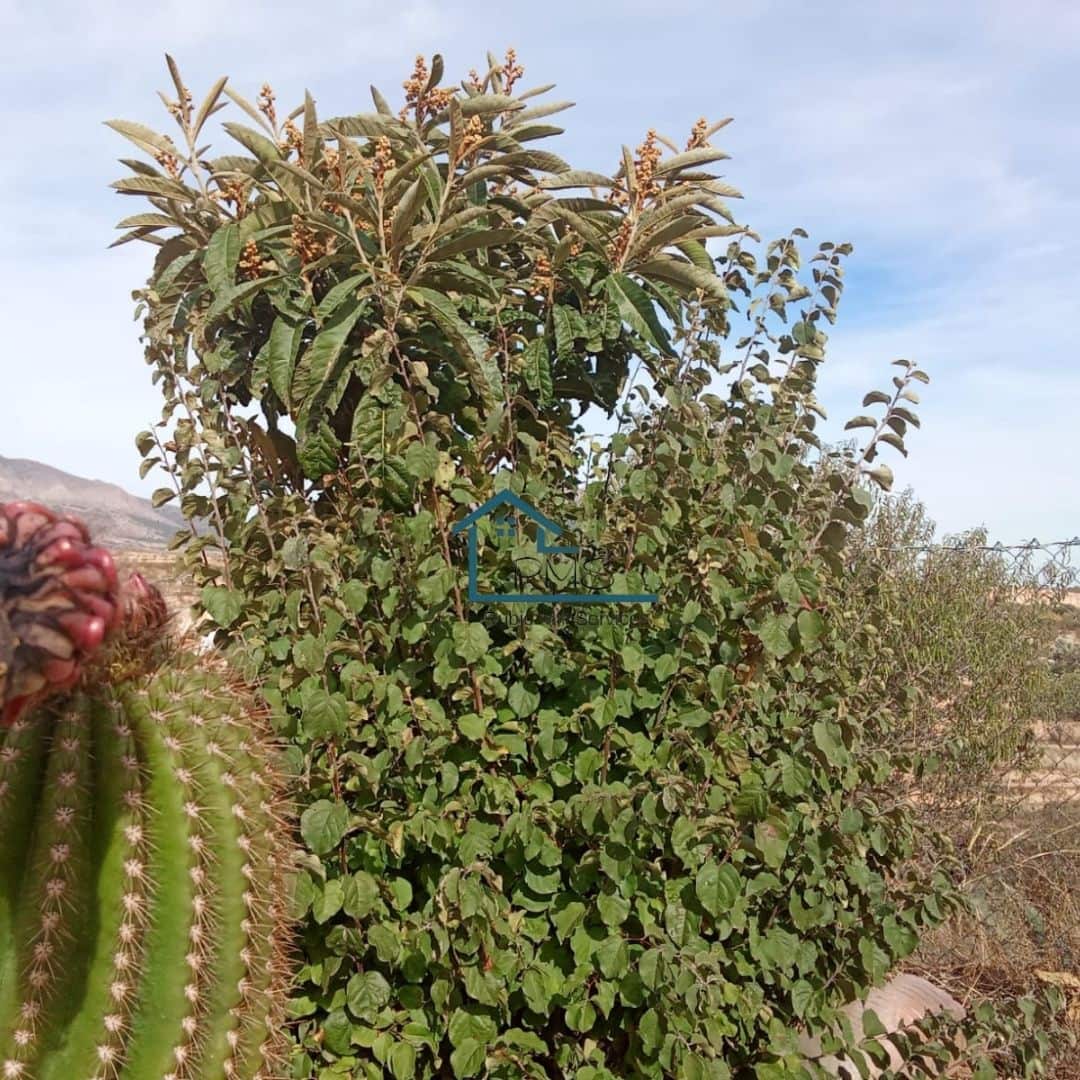 5 bedroom Finca/Country House for sale in Chirivel with pool garage - € 395,000 (Ref: 9371287)