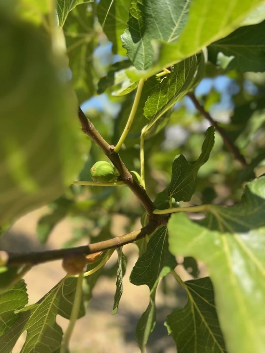 3 Zimmer Finca/Landgut zu verkaufen in New Golden Mile - 1.395.000 € (Ref: 9363787)