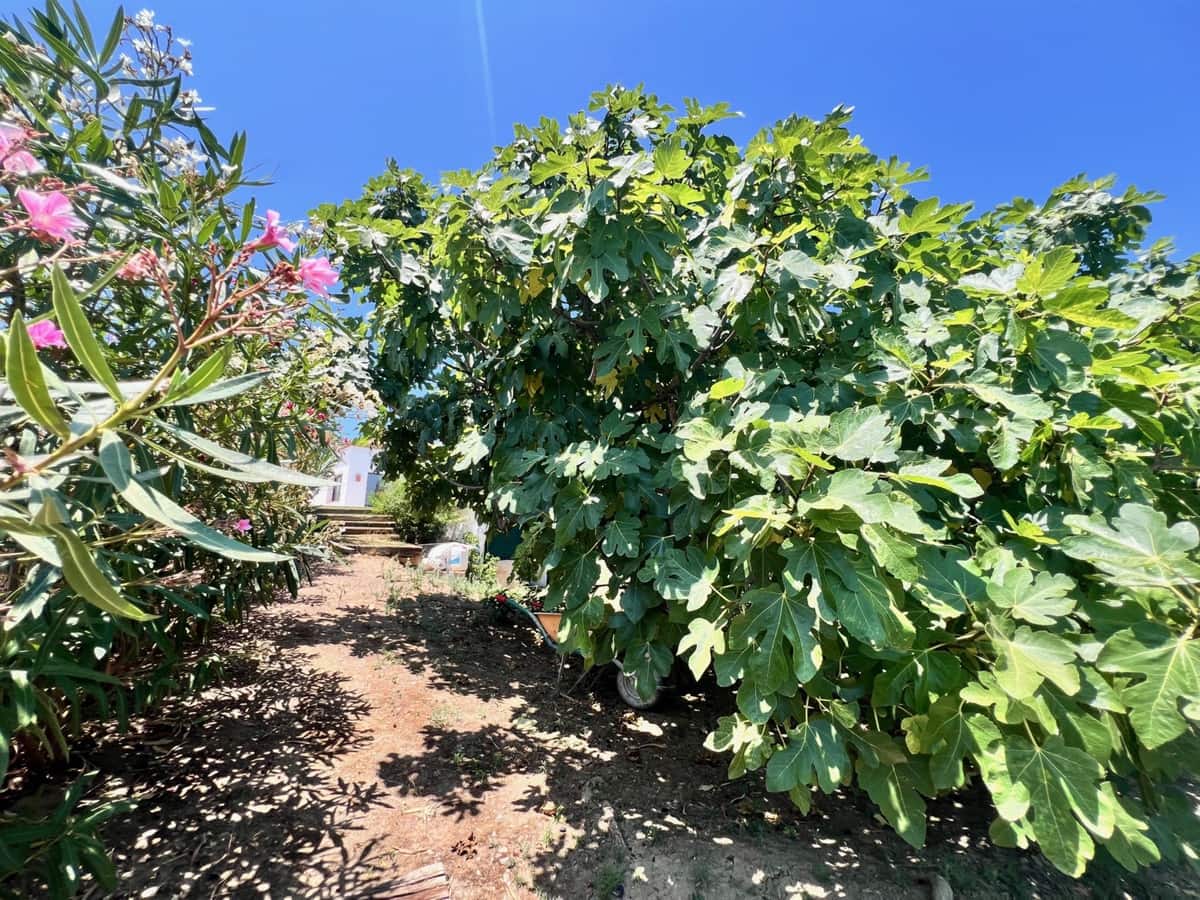 3 Zimmer Finca/Landgut zu verkaufen in New Golden Mile - 1.395.000 € (Ref: 9363787)