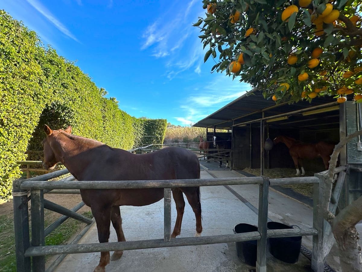 3 soverom Finca/Herregård til salgs i Estepona - € 875 000 (Ref: 9364008)