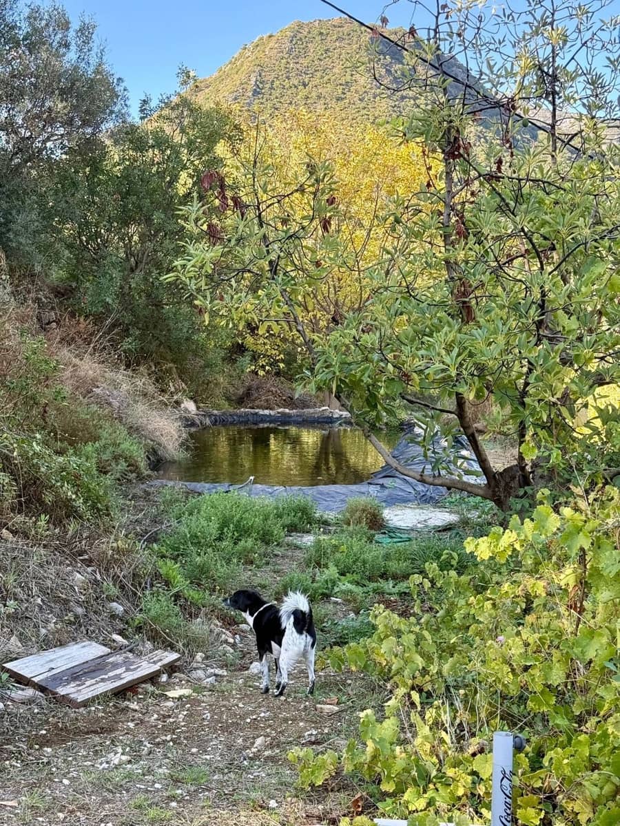 3 quarto Quinta/Casa Rural para venda em Ojen - 550 000 € (Ref: 9380267)