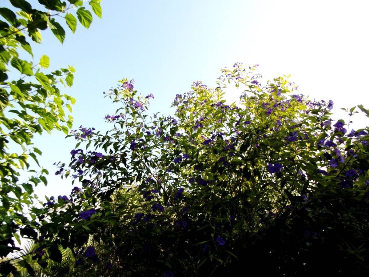 Chalet de 6 habitaciones en Coín en venta - 915.000 € (Ref: 9380689)