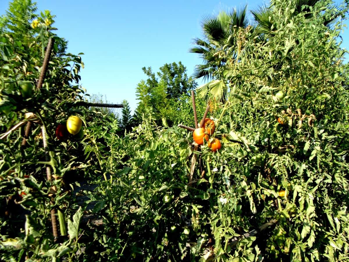 Chalet de 6 habitaciones en Coín en venta - 915.000 € (Ref: 9380689)