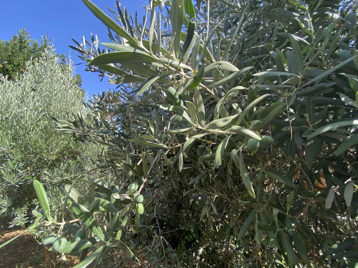 3 sypialnia Finka/Dom wiejski na sprzedaż w El Velerin - 1 075 000 € (Ref: 9386805)