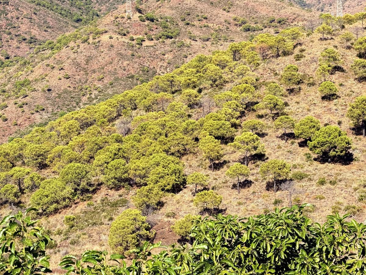 Chalet de 4 habitaciones en Estepona en venta - 550.000 € (Ref: 9413333)