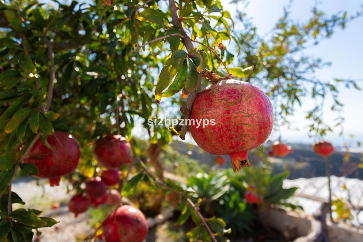 2 soveværelse Villa til salg i Algarrobo Costa - € 435.900 (Ref: 9439088)