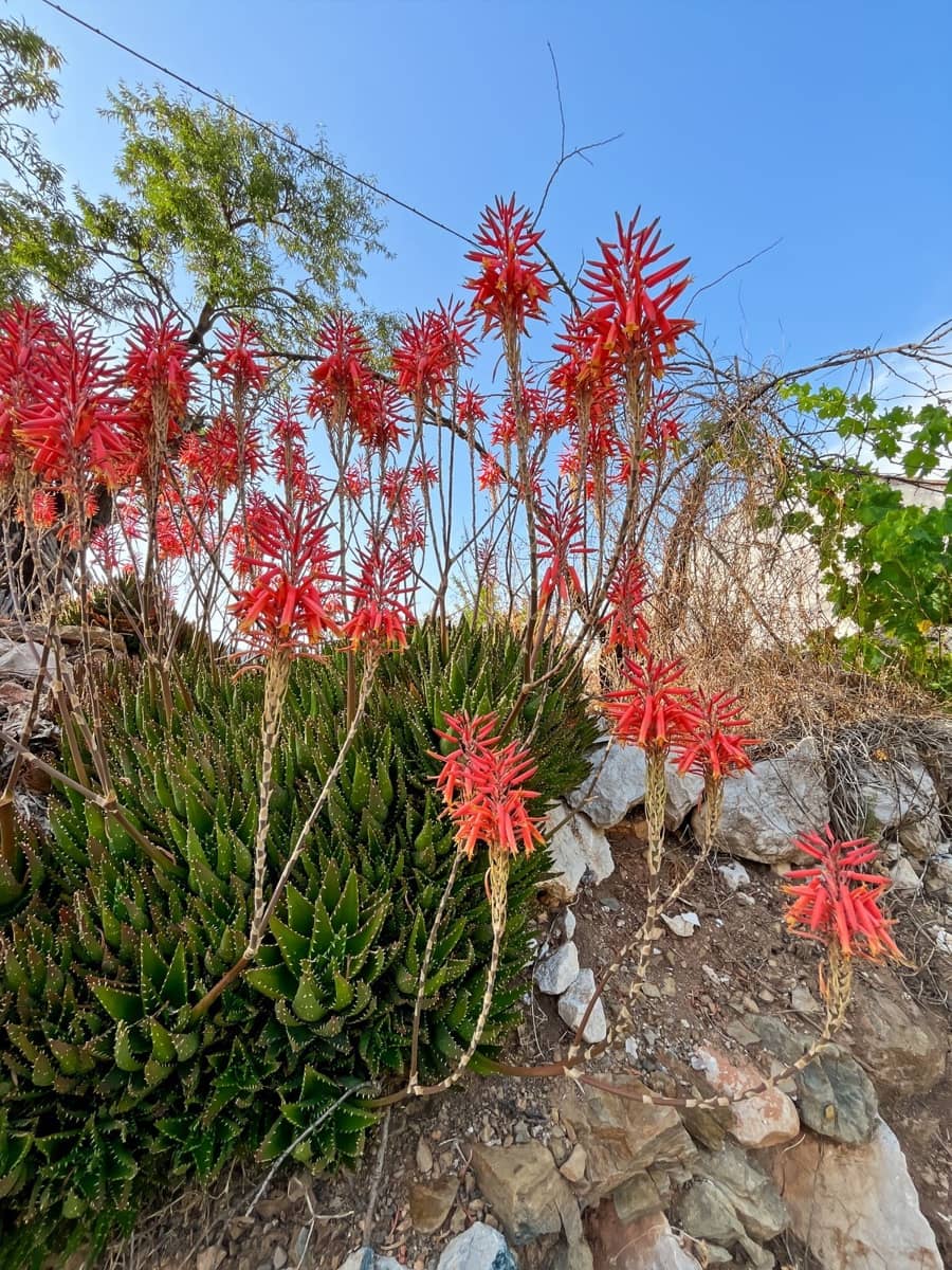 5 chambre Finca/Maison de Campagne à vendre à Comares - 288 000 € (Ref: 9439140)