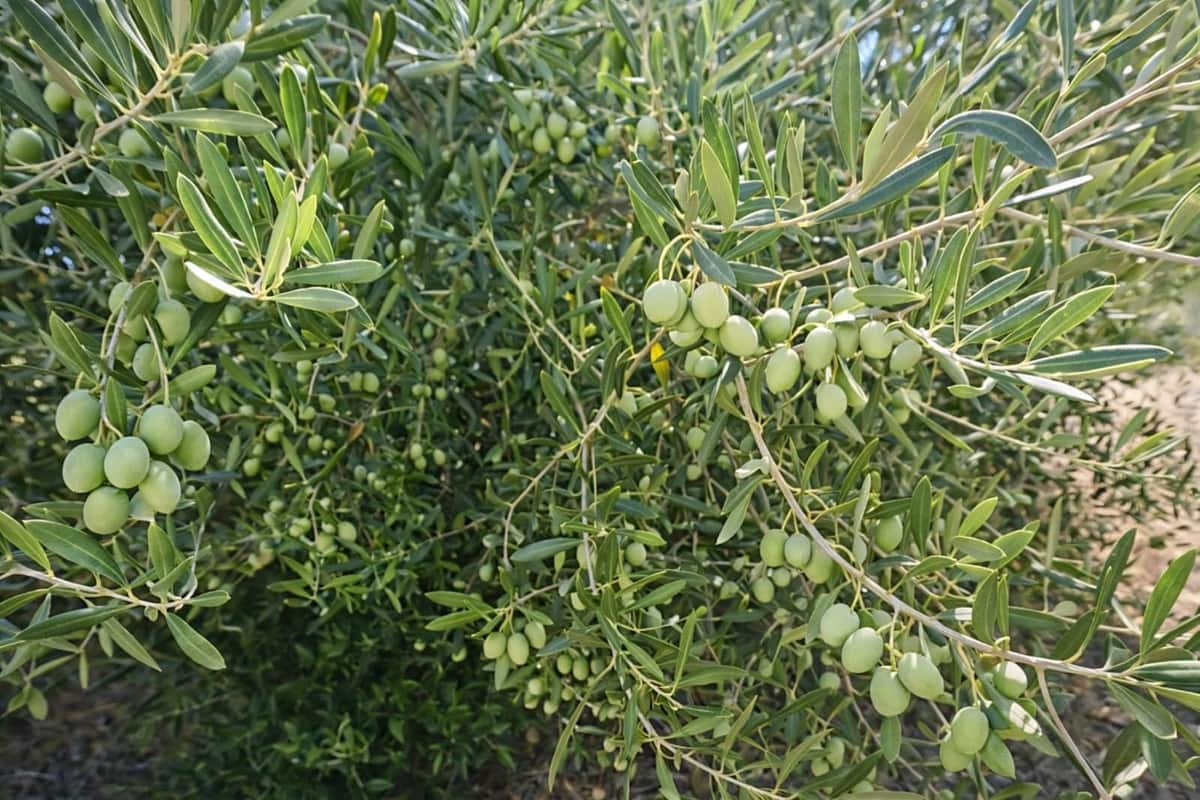 3 sypialnia Willa na sprzedaż w Ronda - 550 000 € (Ref: 9439260)