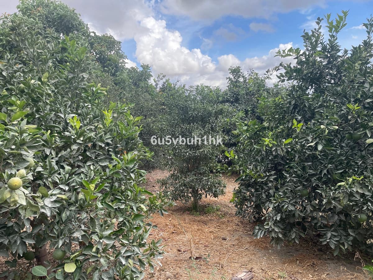 2 bedroom Finca/Country House for sale in Coin - € 320,000 (Ref: 9518138)