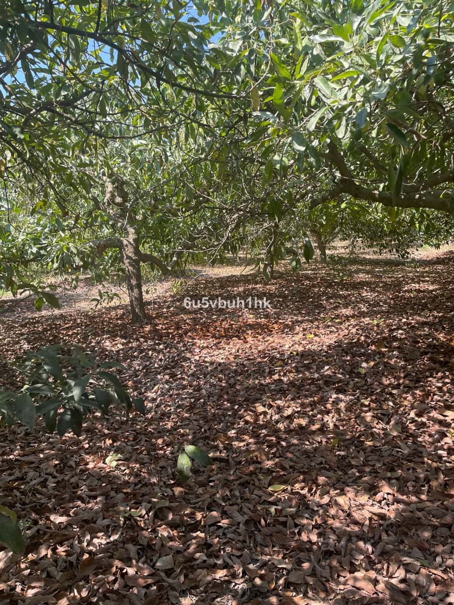 2 bedroom Finca/Country House for sale in Coin - € 320,000 (Ref: 9518138)