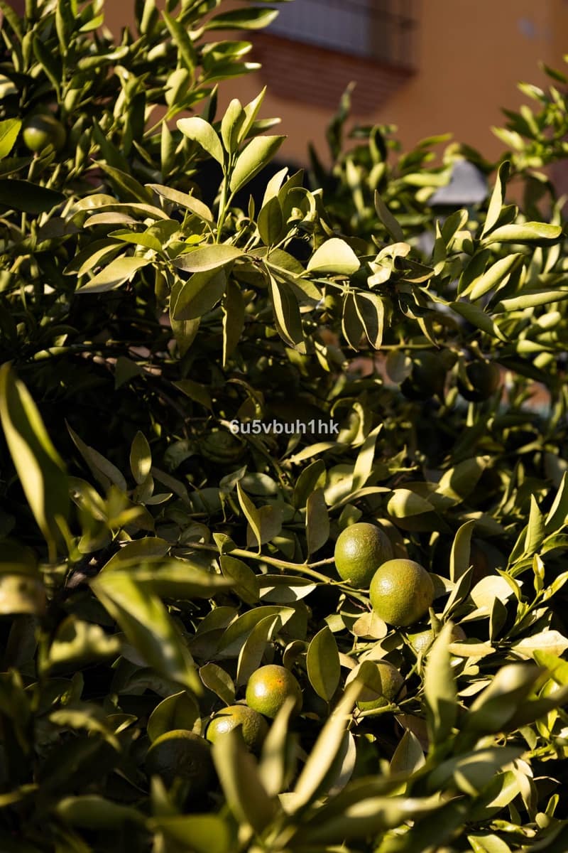 5 soverom Hus til salgs i Malaga by - € 995 000 (Ref: 9518139)