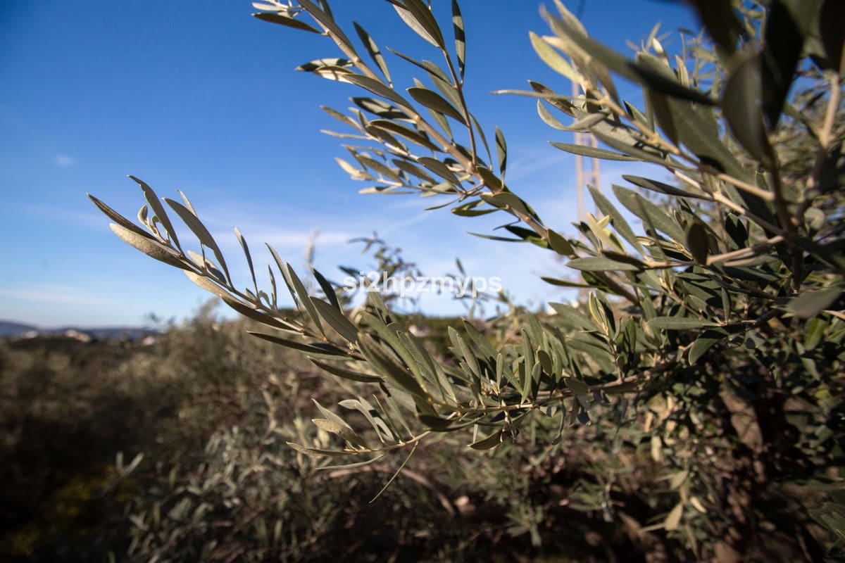 1 bedroom Villa for sale in Frigiliana - € 290,000 (Ref: 9536553)