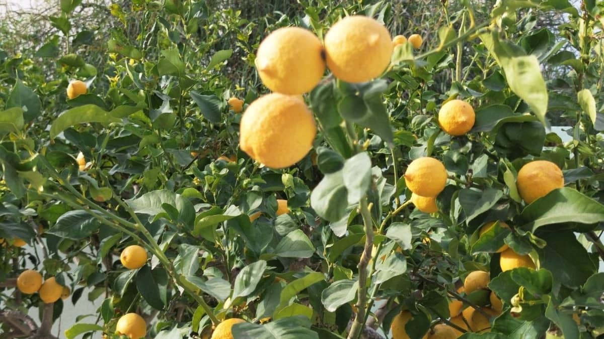 4 soveværelse Villa til salg i Alfaz del Pi / L'Alfas del Pi - € 1.340.000 (Ref: 9697903)