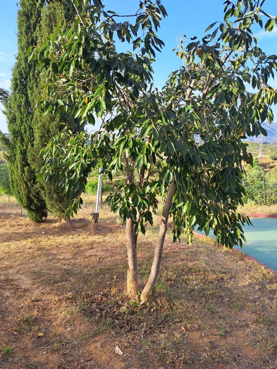 4 soverom Finca/Herregård til salgs i Entrerrios - € 1 195 000 (Ref: 9772507)