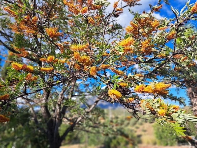 4 sovrum Finca/Hus på landet till salu i Entrerrios, Mijas - 1 195 000 € (Ref: 9800277)