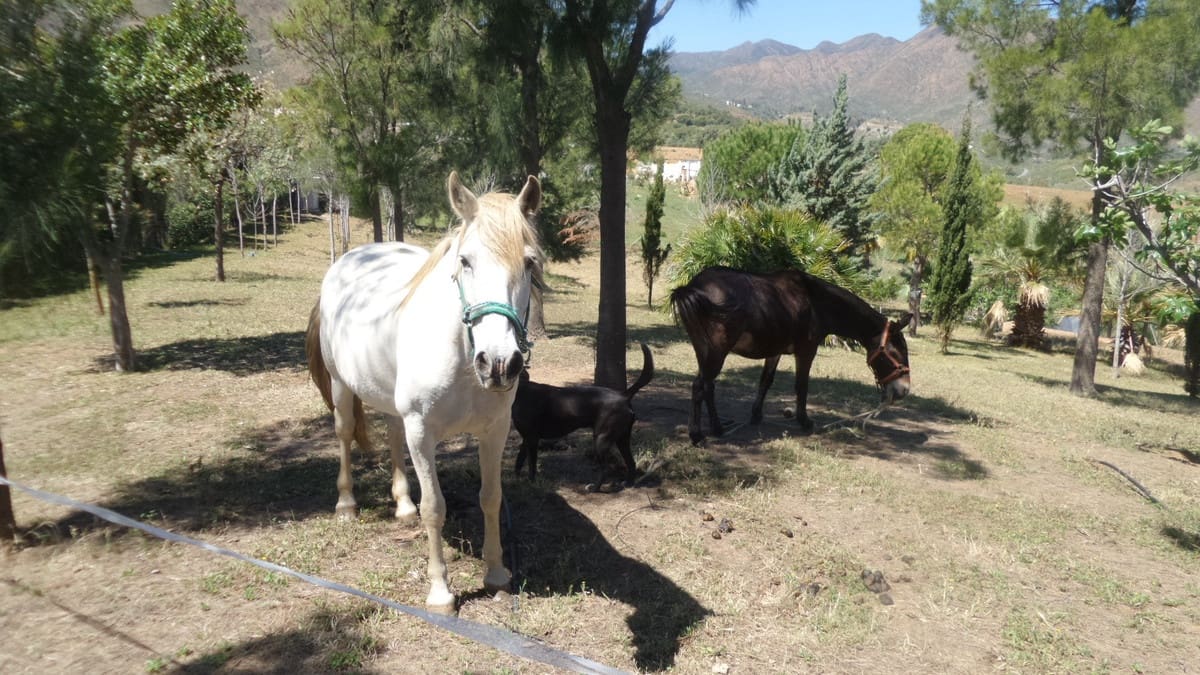 4 soveværelse Finca/Landehus til salg i Entrerrios - € 1.195.000 (Ref: 9870498)