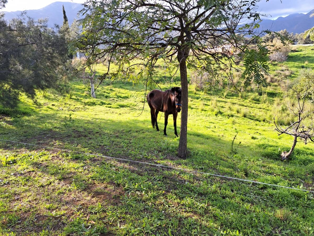 4 soveværelse Finca/Landehus til salg i Entrerrios - € 1.195.000 (Ref: 9870498)
