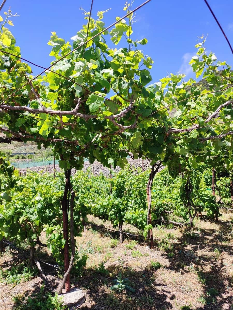 Grunde uden byggetilladelser til salg i Buenavista del Norte - € 89.000 (Ref: 9568051)