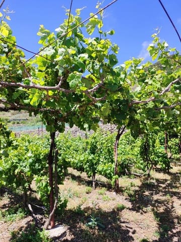 Terre non Aménagée à vendre à Buenavista del Norte - 89 000 € (Ref: 9568051)