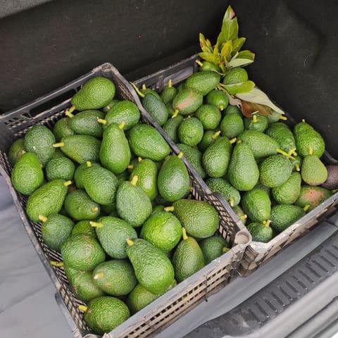 Terre non Aménagée à vendre à Buenavista del Norte - 89 000 € (Ref: 9568051)