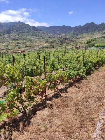 Terre non Aménagée à vendre à Buenavista del Norte - 89 000 € (Ref: 9568051)