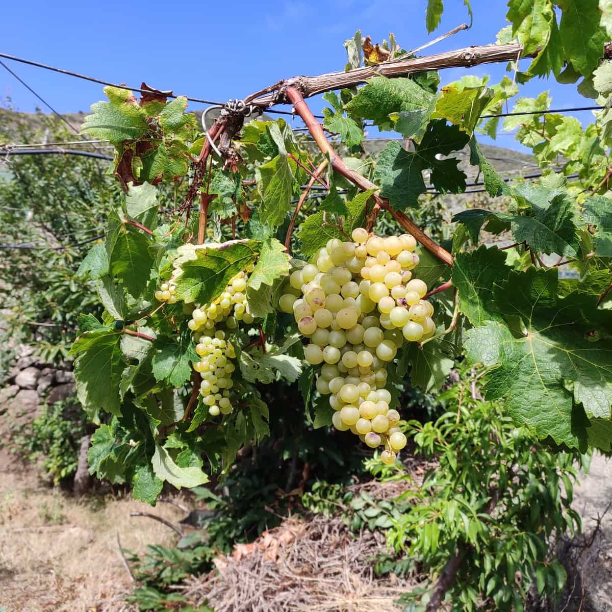 Grunde uden byggetilladelser til salg i Buenavista del Norte - € 89.000 (Ref: 9568051)