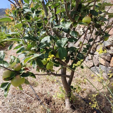 Terre non Aménagée à vendre à Buenavista del Norte - 89 000 € (Ref: 9568051)