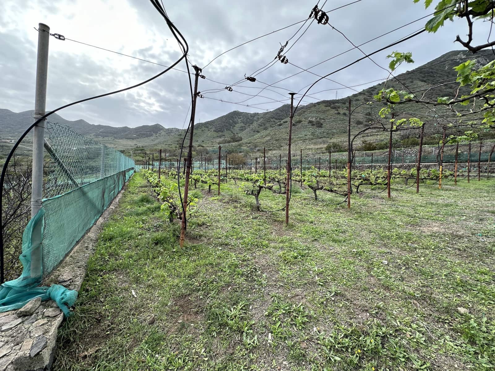 Grunde uden byggetilladelser til salg i Buenavista del Norte - € 89.000 (Ref: 9568051)