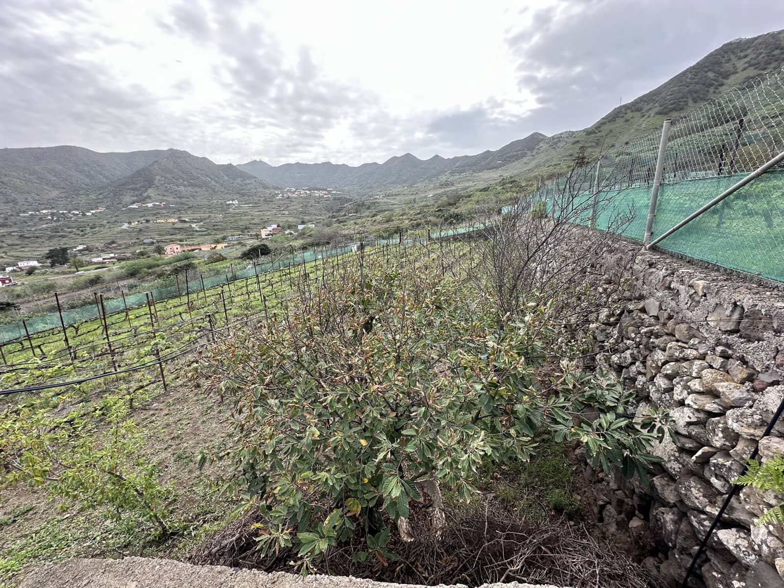 Grunde uden byggetilladelser til salg i Buenavista del Norte - € 89.000 (Ref: 9568051)